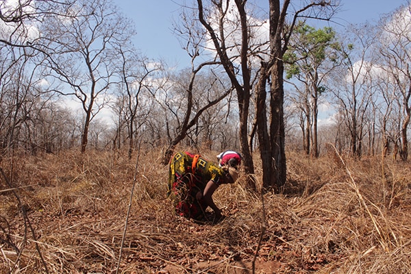Person som planterar grenadillaträd i ett skogsområde i Tanzania.
